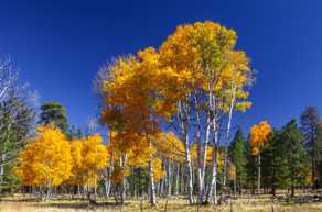 Aspens near Flagstaff-4256.jpg